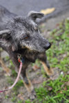 Clover [Wolf-alike-dog] - Australian Cattle Dog/Blue Heeler Mix Dog