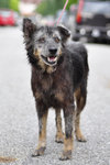 Clover [Wolf-alike-dog] - Australian Cattle Dog/Blue Heeler Mix Dog