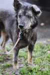 Clover [Wolf-alike-dog] - Australian Cattle Dog/Blue Heeler Mix Dog