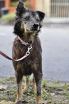 Clover [Wolf-alike-dog] - Australian Cattle Dog/Blue Heeler Mix Dog