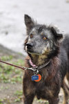 Clover [Wolf-alike-dog] - Australian Cattle Dog/Blue Heeler Mix Dog