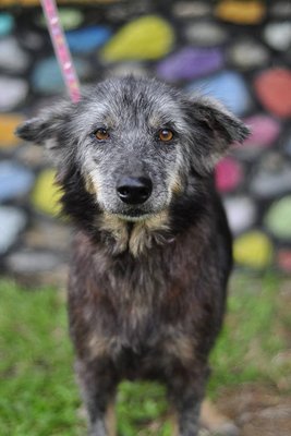 Clover [Wolf-alike-dog] - Australian Cattle Dog/Blue Heeler Mix Dog