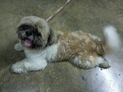 PF37873 - Shih Tzu Dog