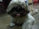 PF37873 - Shih Tzu Dog