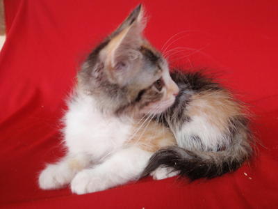 Shaila's Long Hair Calico - Domestic Long Hair + Domestic Medium Hair Cat