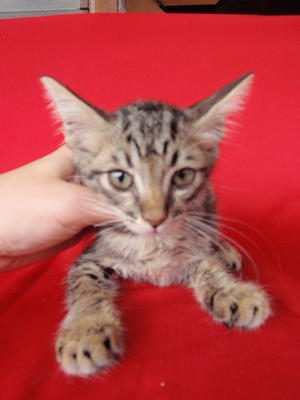 Shaila's Grey Tabby Boy 2 - Domestic Short Hair Cat