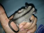 Sugar Gliders - Sugar Glider Small & Furry