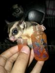 Sugar Gliders - Sugar Glider Small & Furry