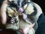 Sugar Gliders - Sugar Glider Small & Furry