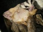 Sugar Gliders - Sugar Glider Small & Furry