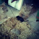 3 Gerbils - Gerbil Small & Furry