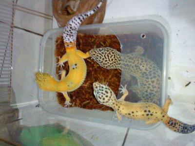 Geckos - Gecko Reptile