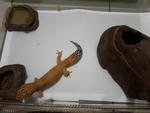 Geckos - Gecko Reptile