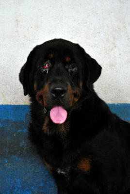 Peggy, Quest, Bonjour - Rottweiler Mix Dog