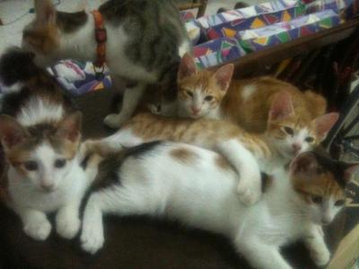 5 Cutie Kitty  - Domestic Medium Hair + Bengal Cat