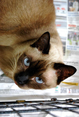 Leonie, Jordan, Peaches - Siamese + Tabby Cat