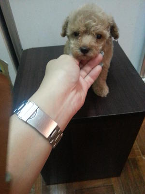 Brown Tcup Poodle Rm990 - Poodle Dog