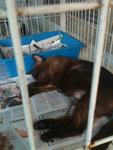 miss Jensen at SPCA selangor