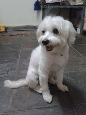 Joy  - Maltese Dog