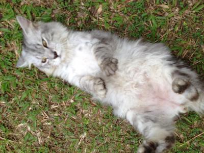 Jebat - Maine Coon Cat