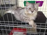 Jebat - Maine Coon Cat