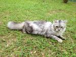 Jebat - Maine Coon Cat