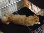 Tuah - Maine Coon Cat