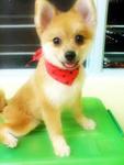 ** Qiu Qiu ** ♥ 球球 ♥ - Pomeranian Dog