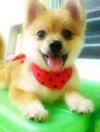 ** Qiu Qiu ** ♥ 球球 ♥ - Pomeranian Dog