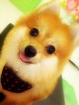 ** Qiu Qiu ** ♥ 球球 ♥ - Pomeranian Dog