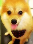 ** Qiu Qiu ** ♥ 球球 ♥ - Pomeranian Dog