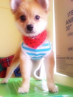 ** Qiu Qiu ** ♥ 球球 ♥ - Pomeranian Dog