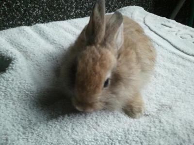 Mixed Angora &amp; Lionhead Rabbits - Angora Rabbit + Lionhead Rabbit