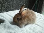 Mixed Angora &amp; Lionhead Rabbits - Angora Rabbit + Lionhead Rabbit