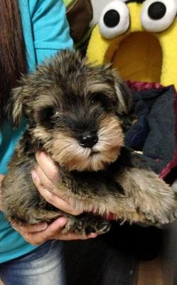 Clear Marking Miniature Schnauzer  - Schnauzer Dog