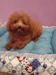 PF37980 - Poodle Dog