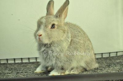 Netherland Dwarf - Vm Chin - Netherland Dwarf Rabbit