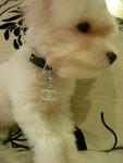 Joy Joy - Maltese Dog