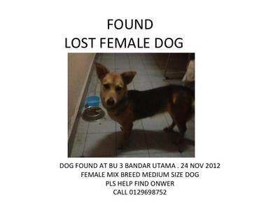  Found Lost Dog Bandar Utama - Mixed Breed Dog