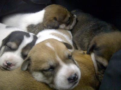 5 Puppies &amp; 1 Mummy Dog (Xiao Bai) - Mixed Breed Dog