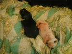 Blanco (pink) and Mojo (black), when they were still a couple of days old.