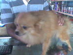 Adult Pomeranian 1 Pair - Pomeranian Dog