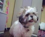 Erica - Shih Tzu Dog