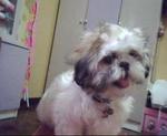 Erica - Shih Tzu Dog