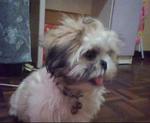 Erica - Shih Tzu Dog