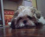 Erica - Shih Tzu Dog