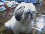 Erica - Shih Tzu Dog