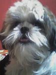 Erica - Shih Tzu Dog