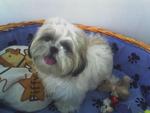 Erica - Shih Tzu Dog