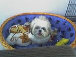 Erica - Shih Tzu Dog